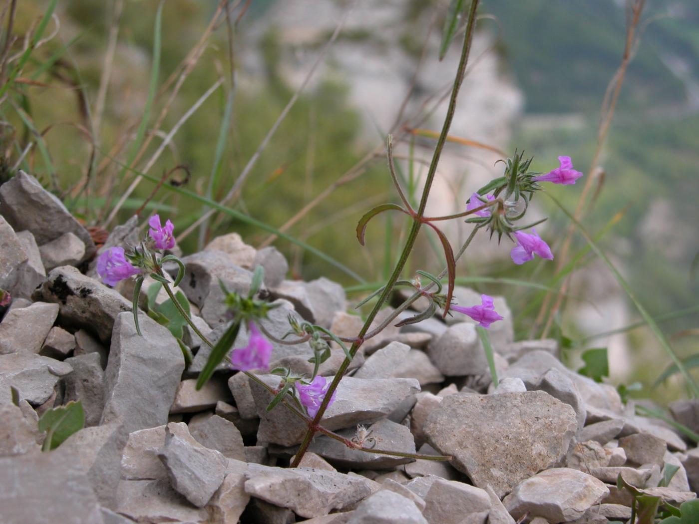 Hemp-Nettle, Narrow-leaved plant